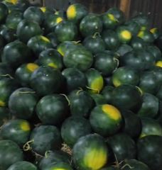 Papaya, melon, watermelon – product photo 3, product detail gallery