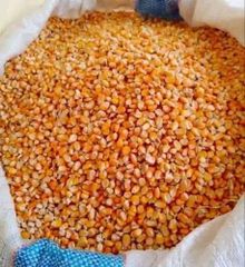 Yellow Corn Yellow Maize  Sale - Image 2