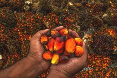 crude palm oil – product photo 1, product detail gallery
