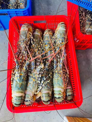 lobster, shrimp, Crabs, oysters, scallops, mackerel, octupos, squid - Image 5