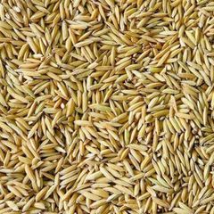 High quality paddy rice bulk supply factory price fast delivery - Image 1