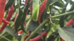 Red Chilli – product photo 1, product detail gallery