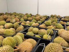 Famous Tropical Asia Golden Musang King Durian Fruit 100% Original Sweet Creamy Thick Texture Ready Stock Export From Malaysia - Image 3