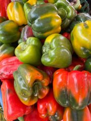 green pepper - Image 2
