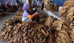 Javanese tobacco Texture Rich Port Semarang Yield Abundant Aroma Distinctive Place of Origin indonesia Soil Type Fertile Volcanic Soils - Image 2
