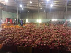 Good For Health Farm Price Organic Wholesale new arrival 2022 Red Dragon Fruit Made In Vietnam Fresh Fruit for Sale – product photo 4, product detail gallery