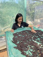 Green Robusta Coffee Beans specialty Fine Robusta in Anaerobic Natural Process Vietnamese New Crop 2023-2024 – product photo 3, product detail gallery