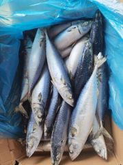 Quality Frozen Mackerel Fish for Export Style Whole Origin China Trademark OEM Processing IQF HS Code 030354 Model NO. frozen fish - Image 6