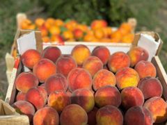 CLASS 1 Export Quality Yellow Flesh Peaches from South Africa! NEW CROPS Excellent packing; – product photo 2, product detail gallery