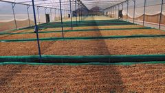 Robusta Coffee Beans Export Standard Feature Neutral Taste Bag Coffee Robusta - Raw Coffee Beans / Made in Viet Nam - Image 4