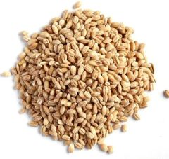 Barley  Natural Wheat Grain, Packaging Type : PP Bag, Gunny Bag at Rs 25 in - Image 3