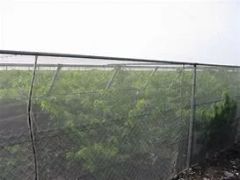 Agricultural Mosquito Anti- Insect Net Insect Protection Net Color White Material PE Trademark WM Origin China Length 10m-100m - Image 5