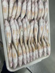 Croaker Fish - Image 2