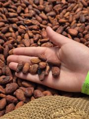 Premium Cocoa Beans – Grade 1, Fermented & Sun-Dried | Bulk Wholesale Supply - Image 5