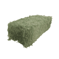 Wholesale Alfalfa Hay Feed at Unbeatable Prices Elevate Health with Premium Pakistani Alfalfa Hay Best Exporter - Image 2