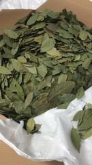 bay leaf Origin - Image 1
