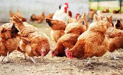 Poultry - Image 1