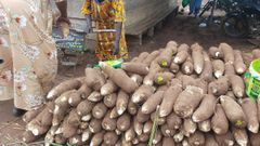 Fresh yam - Image 3
