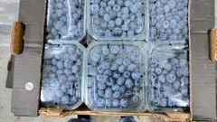 PREMIUM BLUEBERRIES FOR SALE - CLASS 1 EXPORT QUALITY BLUEBERRIES FROM SOUTH AFRICA – product photo 3, product detail gallery