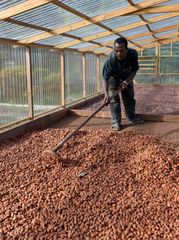 Cocoa Beans