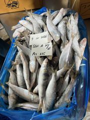 Frozen Sardine Fish – product photo 1, product detail gallery