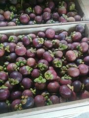 Fresh Mangosteen from Indonesia, High Quality, Naturally Sweet, Freshness, and Natural Taste - Image 3