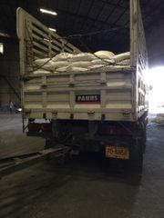 Sugar cane - Image 4