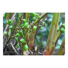 fresh organic green elaichi cardamom pods for chai tea baking sweets desserts cooking and herbal wellness drinks with natural flavor and strong aroma high quality green elaichi cardamom pods for tea baking desserts sweets cooking and export use with premium aroma and consistent freshness - Image 4