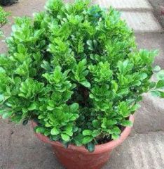 Live Plants Asplenium Nidus Fern Fire Work Bonsai - Image 4