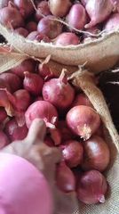 Red onion 55mm – product photo 3, product detail gallery