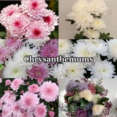 Chrysanthemums - Image 1