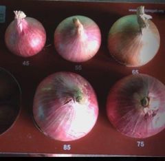 Onion Color Red Size - Image 1