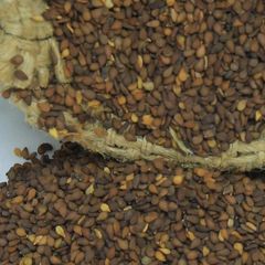 Fresh Natural Whole White Humera Sesame Seed from Ethiopia High Oil Content Best Price - Image 4