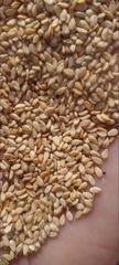 Sesame Seeds – product photo 2, product detail gallery