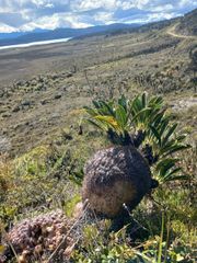 Live Myrmecodia brassii (Ant Plant) from Wamena, Papua - Image 3