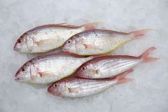 Frozen Japanese Threadfin Bream – Whole Fish – product photo 1, product detail gallery