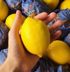 Class 1 export quality Fresh Eureka Lemons available - Image 6