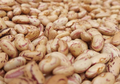 Grade 1 Sugar Beans - Image 2