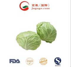 Fresh and Premium Chinese Cabbage Kind Fresh Size 1.5kg Color Green Origin China Trademark GOGO HS Code 0706100001 Storage Method - Image 5