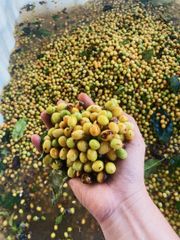 ARABICA YELLOW BOURBON GREEN BEANS HONEY Vietnamese Arabica Green Coffee Beans with 98% Maturity in New Crop 2023-2024 – product photo 4, product detail gallery