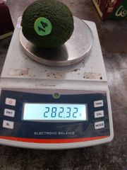 Fresh Hass Avocado - Image 1