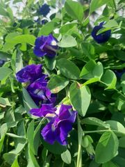 Butterfly Pea Origin Indonesia Features Organic Product Type Spices, Seasonings & Flavors - Image 4