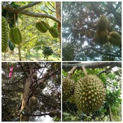 New crop 2021 - Fresh Durian from Thailand Quality A and B , Fresh Durian fruits for sale - Image 3