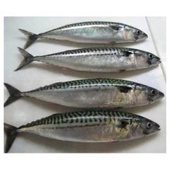 Land frozen Long tail tuna whole frozen tuna fish. - Image 2