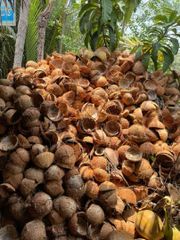 COCONUT SHELLS - Image 3