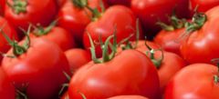 Premium Fresh Tomatoes (Export Quality) – By Kenhar Enterprises | Perfect Quality - Image 5