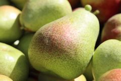 Fresh Forelle, Packhams, Rosemary pears for sale - Image 4