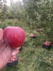 Red apple /apple vinegar/ dried apple - Image 2