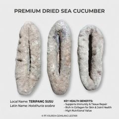 Dried Sea Cucumber - Image 4