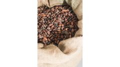 Cocoa beans - Image 5